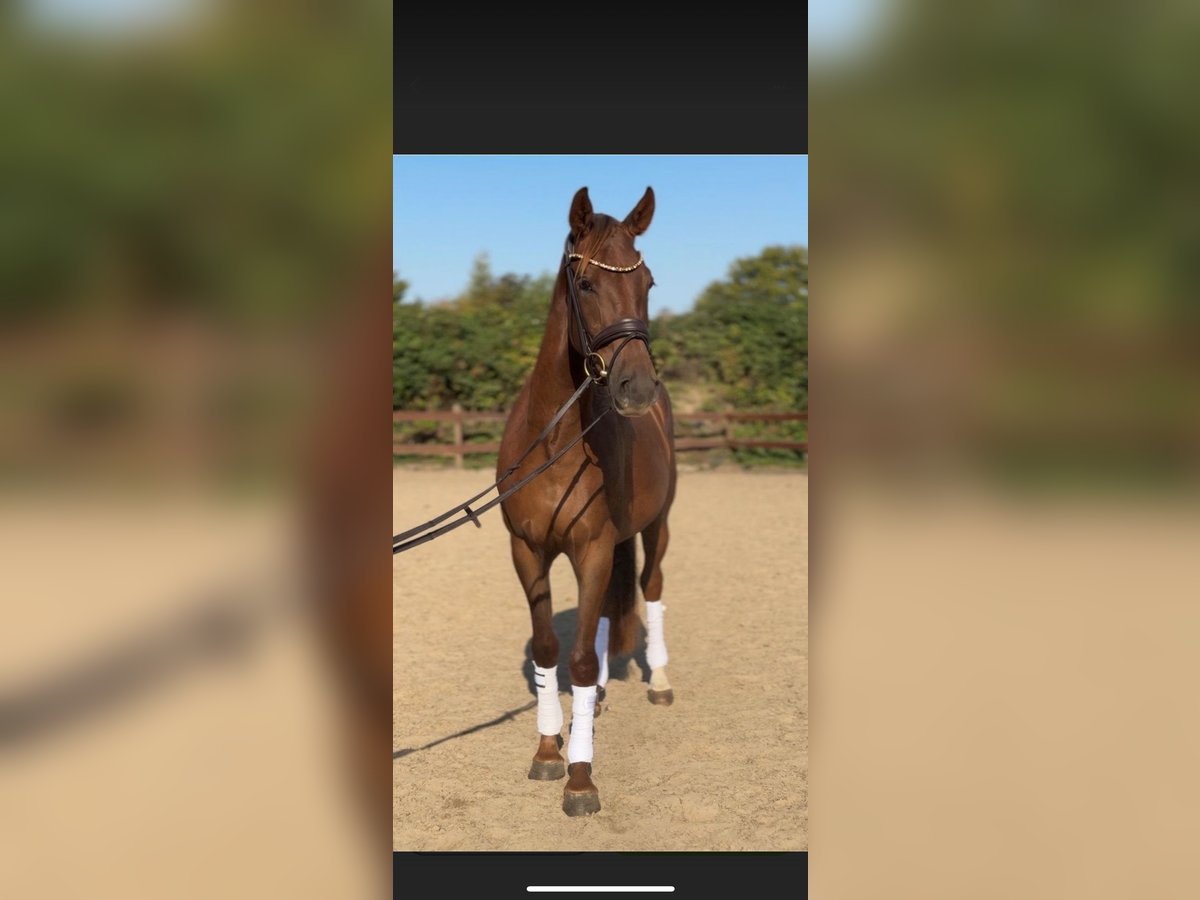 Hanoverian Gelding 3 years 16 hh Chestnut-Red in Blekendorf