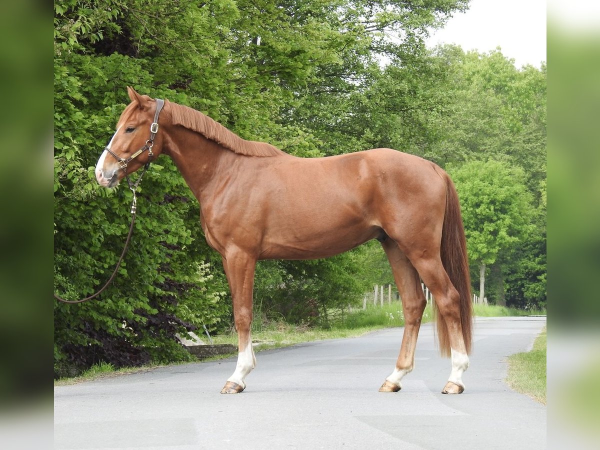Hanoverian Gelding 3 years 16 hh Chestnut-Red in Verl