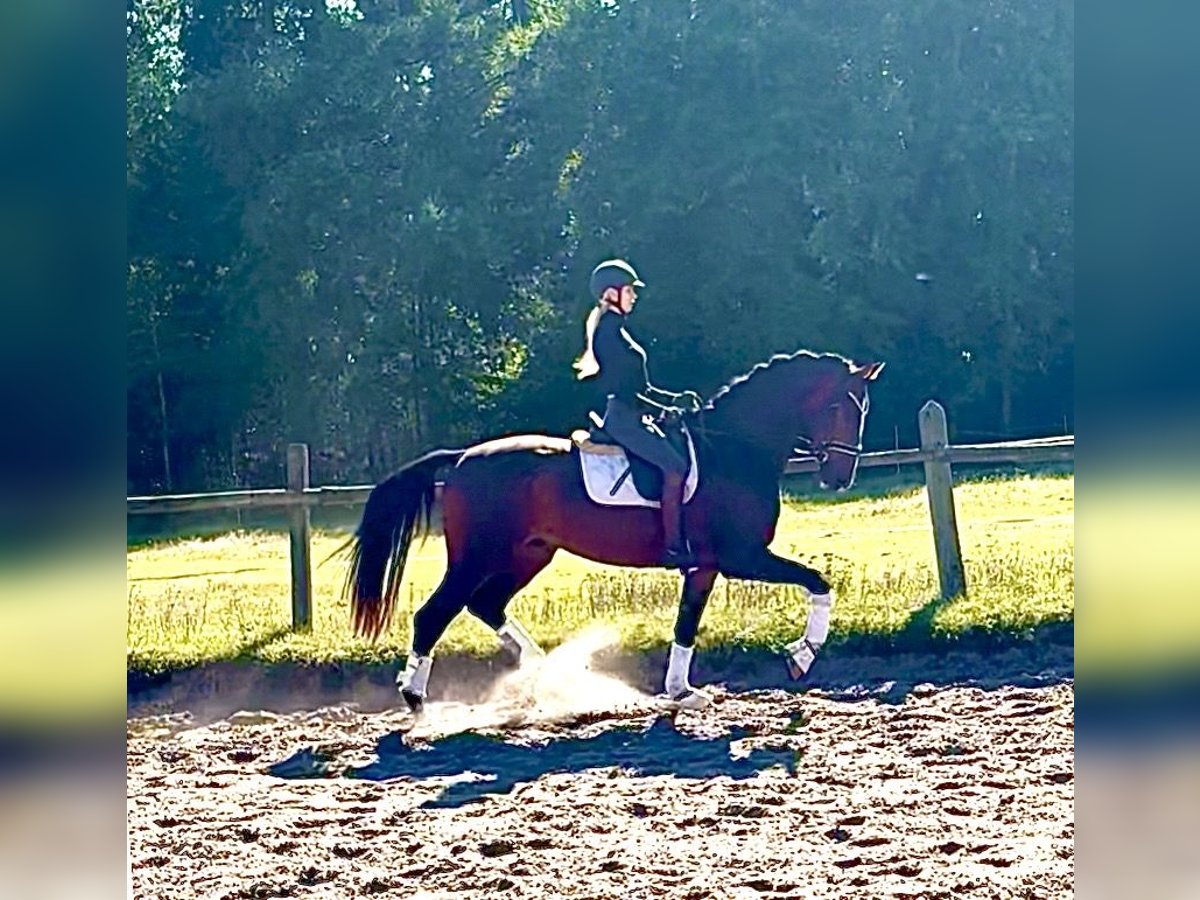 Hanoverian Gelding 3 years 16,1 hh Bay-Dark in Kirchlinteln