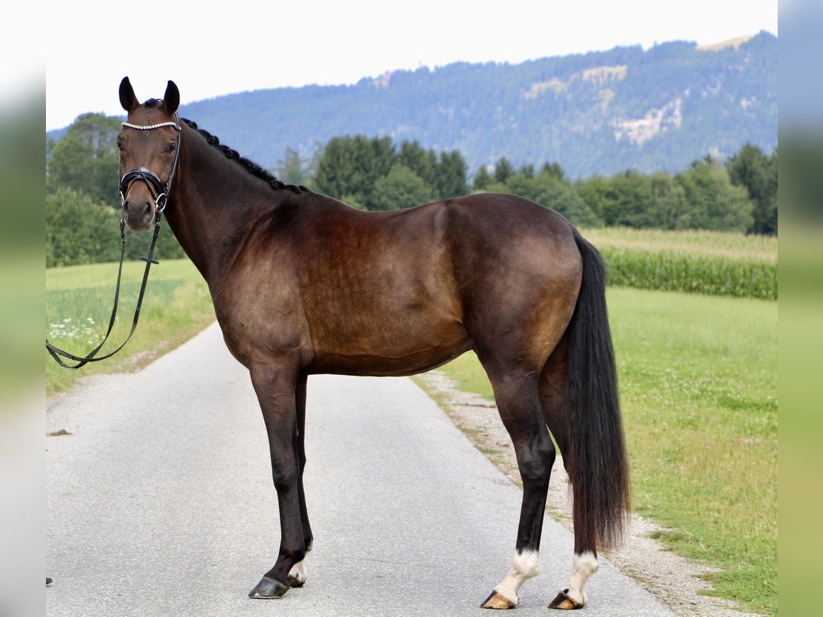 Hanoverian Gelding 3 years 16,1 hh Bay-Dark in Kumberg