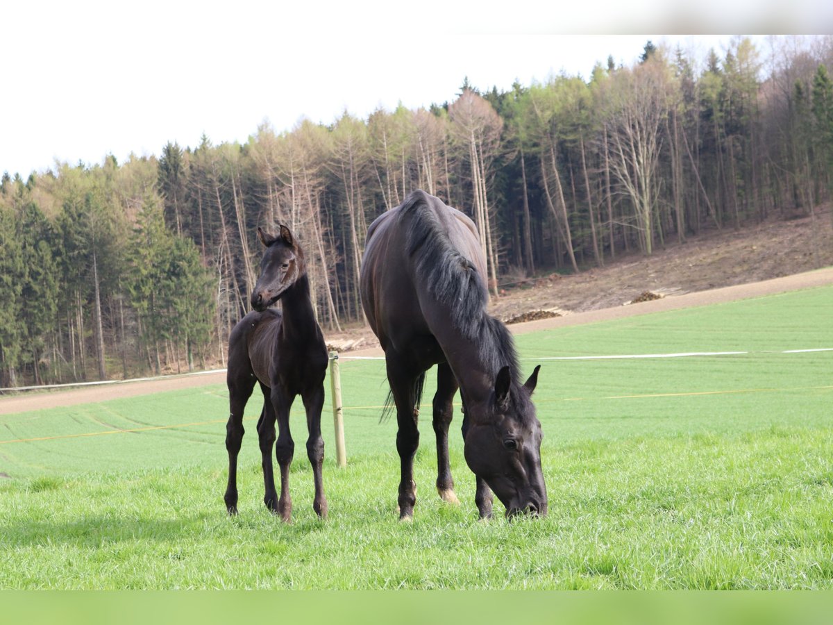 Hanoverian Gelding 3 years 16,1 hh Black in Borgholzhausen