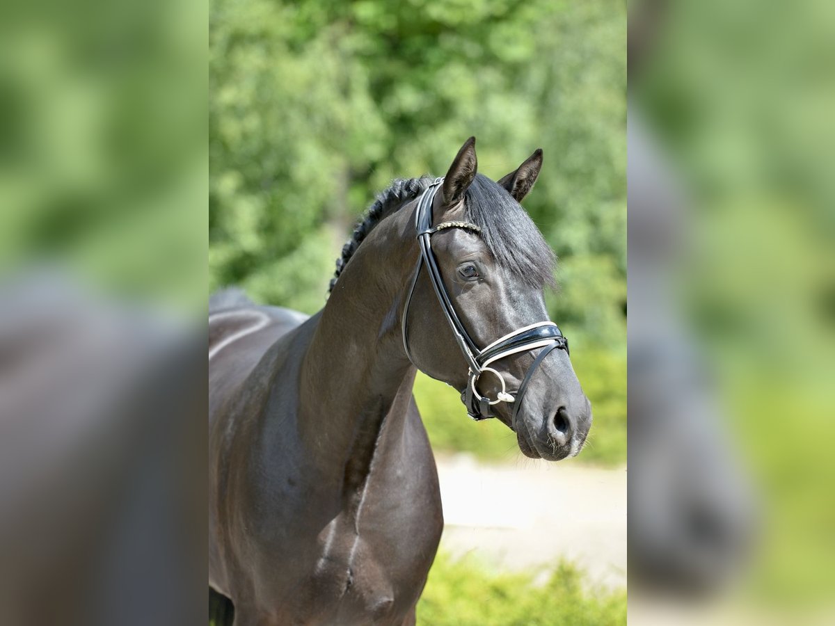 Hanoverian Gelding 3 years 16,1 hh Black in Visbek