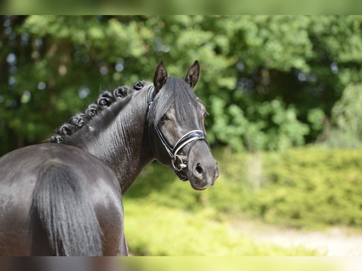 Hanoverian Gelding 3 years 16,1 hh Black in Visbek