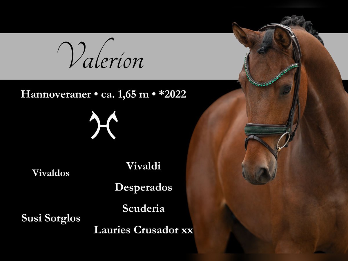 Hanoverian Gelding 3 years 16,1 hh Brown in Wehringen