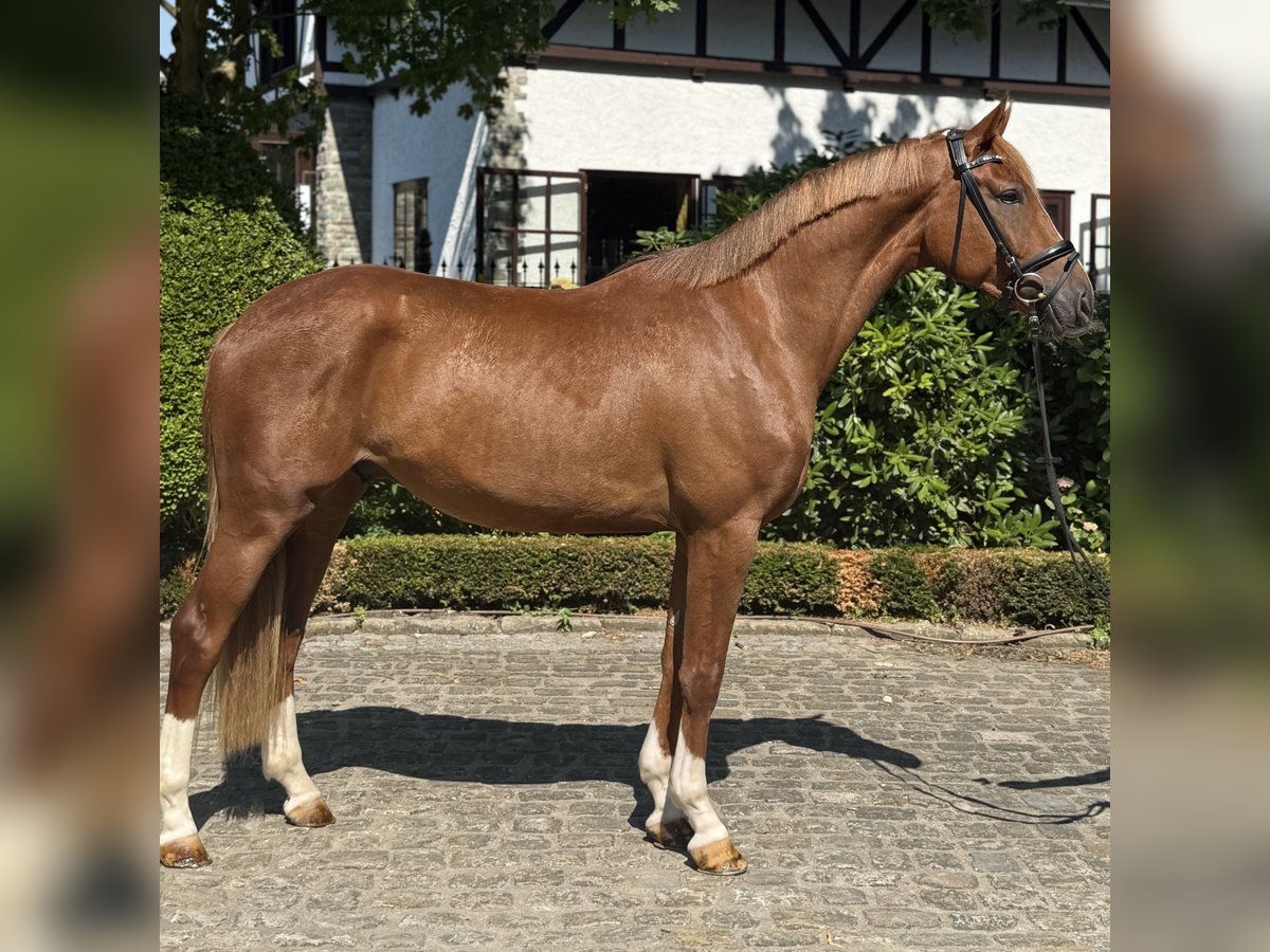Hanoverian Gelding 3 years 16,1 hh Chestnut in Kronberg im Taunus