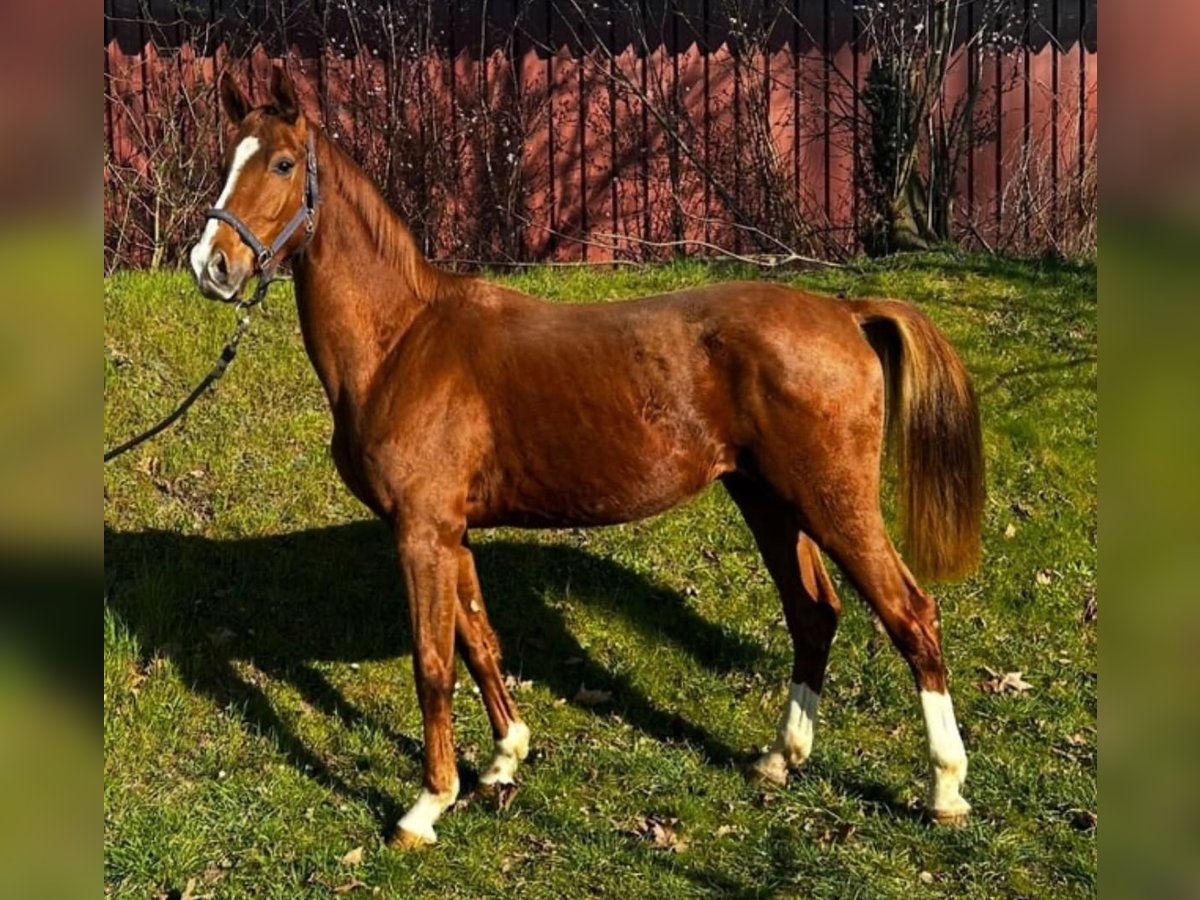Hanoverian Gelding 3 years 16,1 hh Chestnut in Schee&#xDF;el