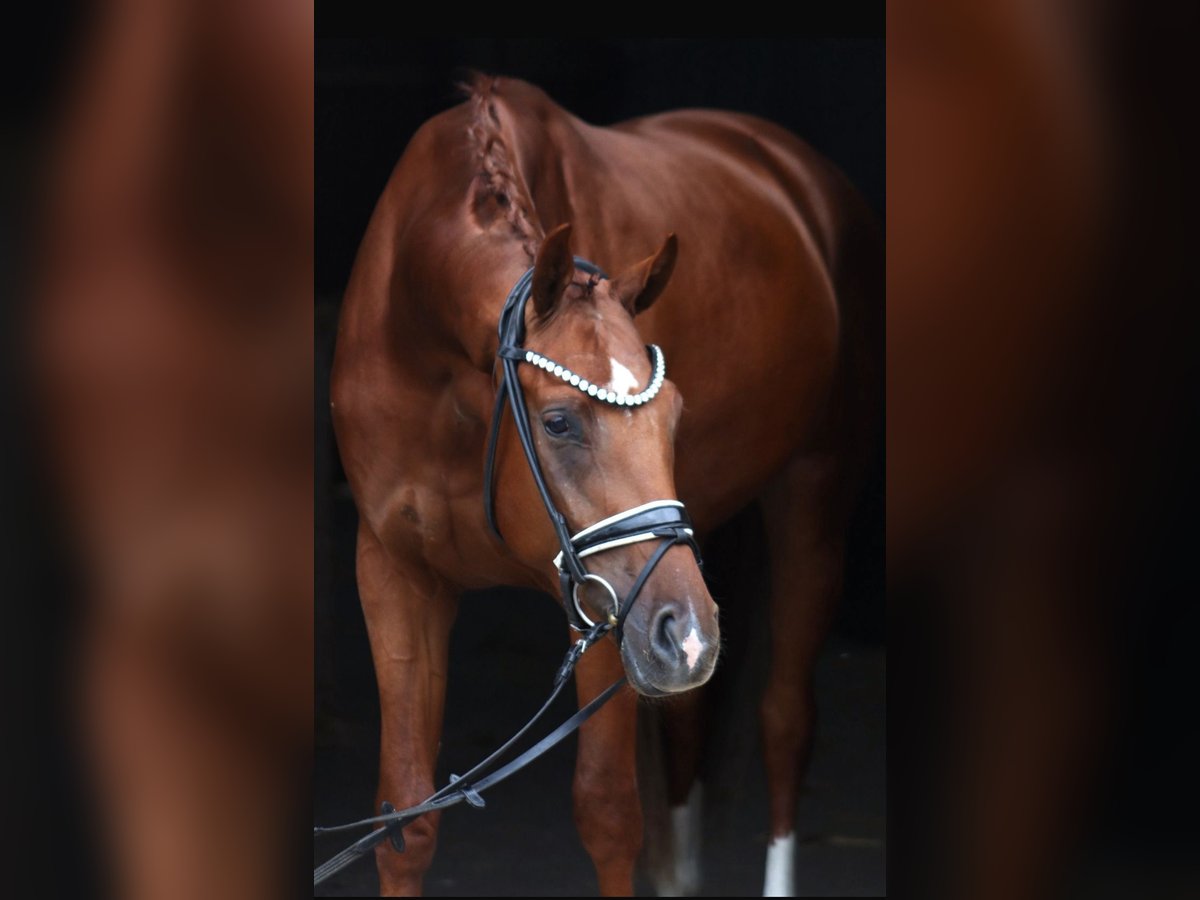 Hanoverian Gelding 3 years 16,1 hh Chestnut-Red in Hassendorf