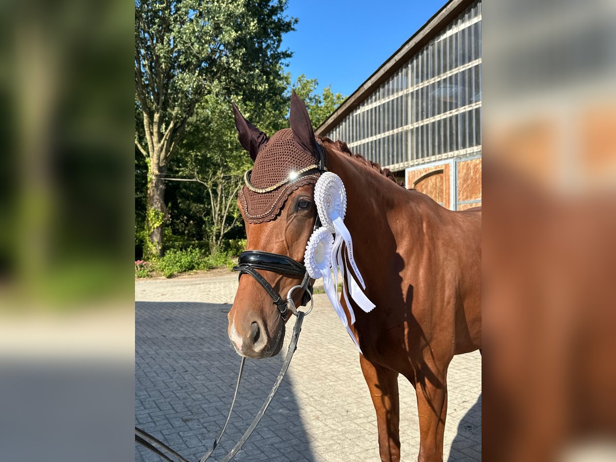 Hanoverian Gelding 3 years 16,1 hh Chestnut-Red in Hassendorf