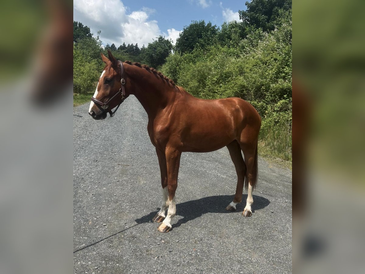 Hanoverian Gelding 3 years 16,1 hh Chestnut-Red in Löhnberg Hanoverian Gelding 3 years 16,1 hh Chestnut-Red in Löhnberg