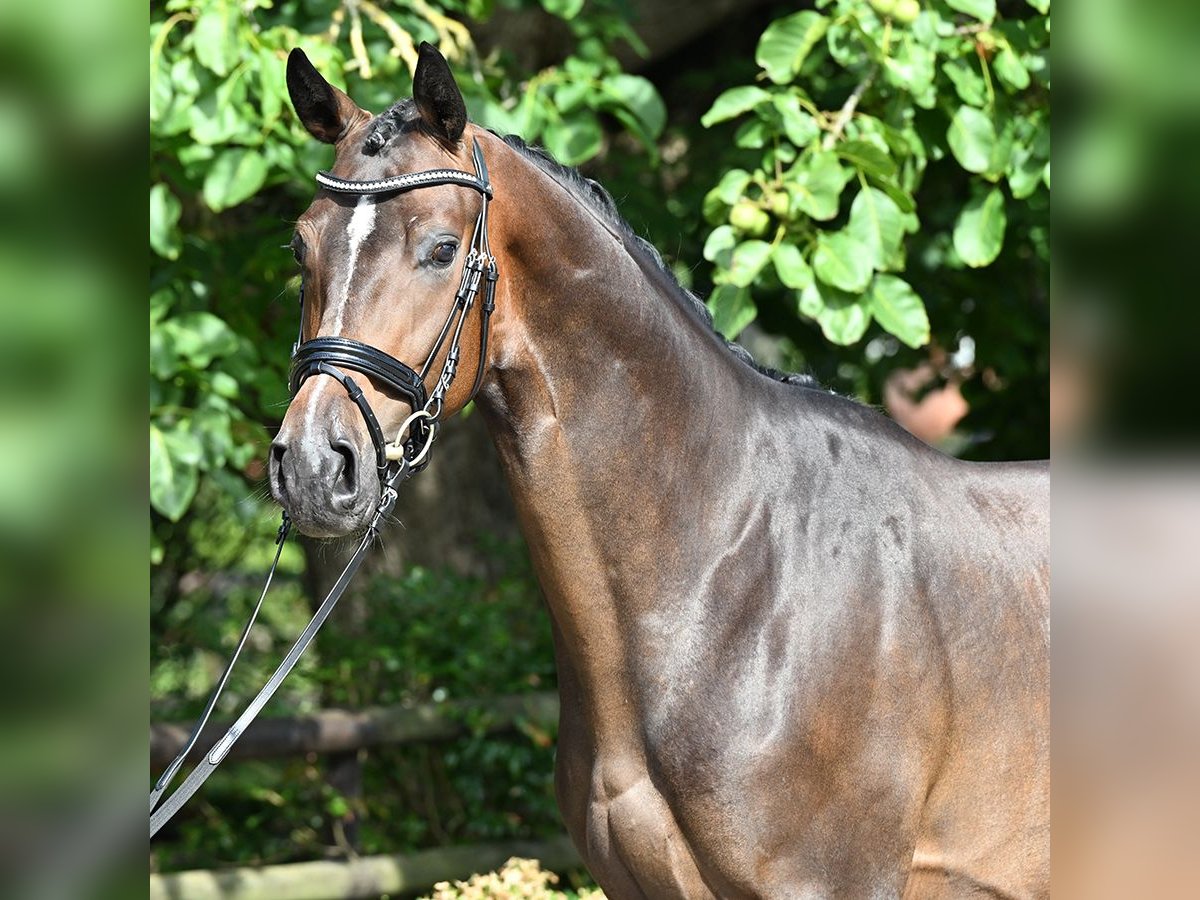 Hanoverian Gelding 3 years 16,2 hh Bay-Dark in Bad Bevensen