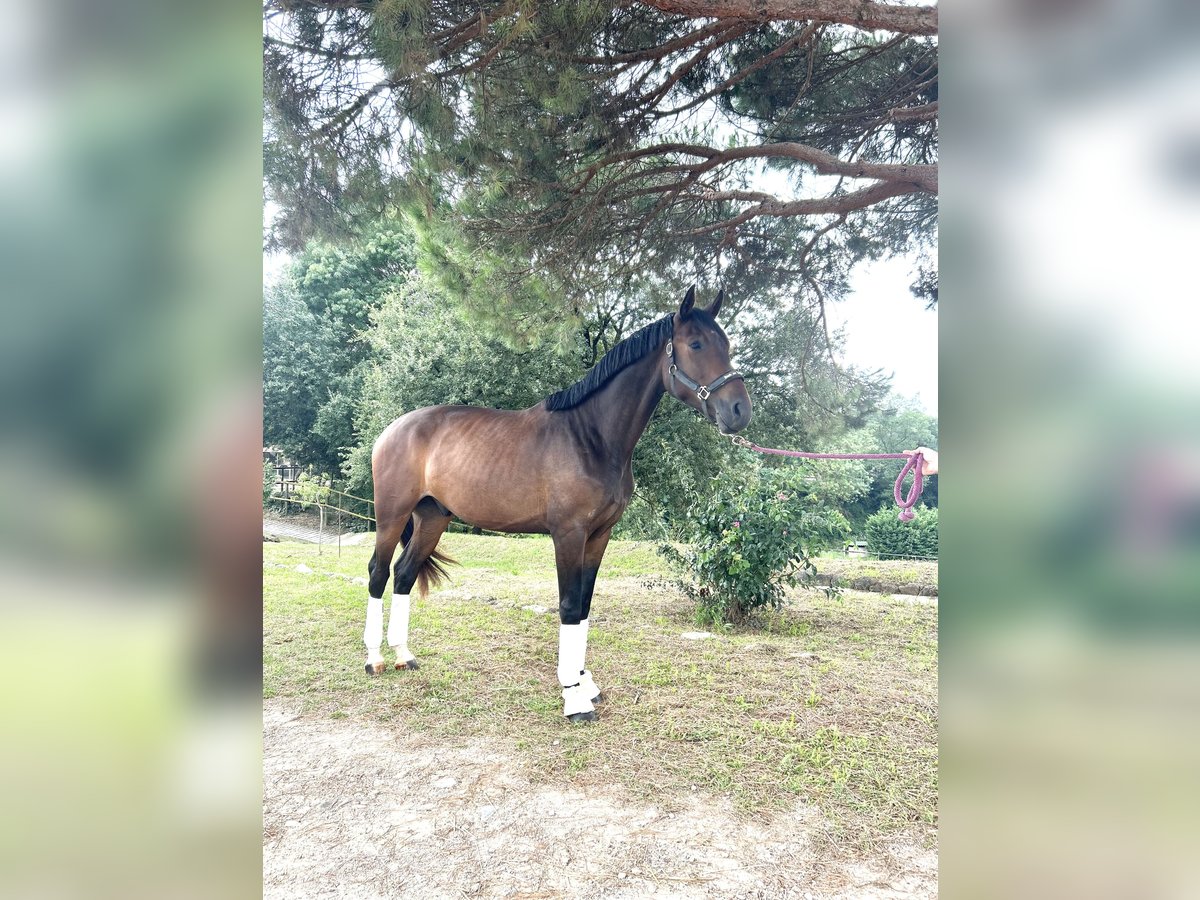Hanoverian Gelding 3 years 16,2 hh Bay-Dark in Sant Gregori (Municipio)
