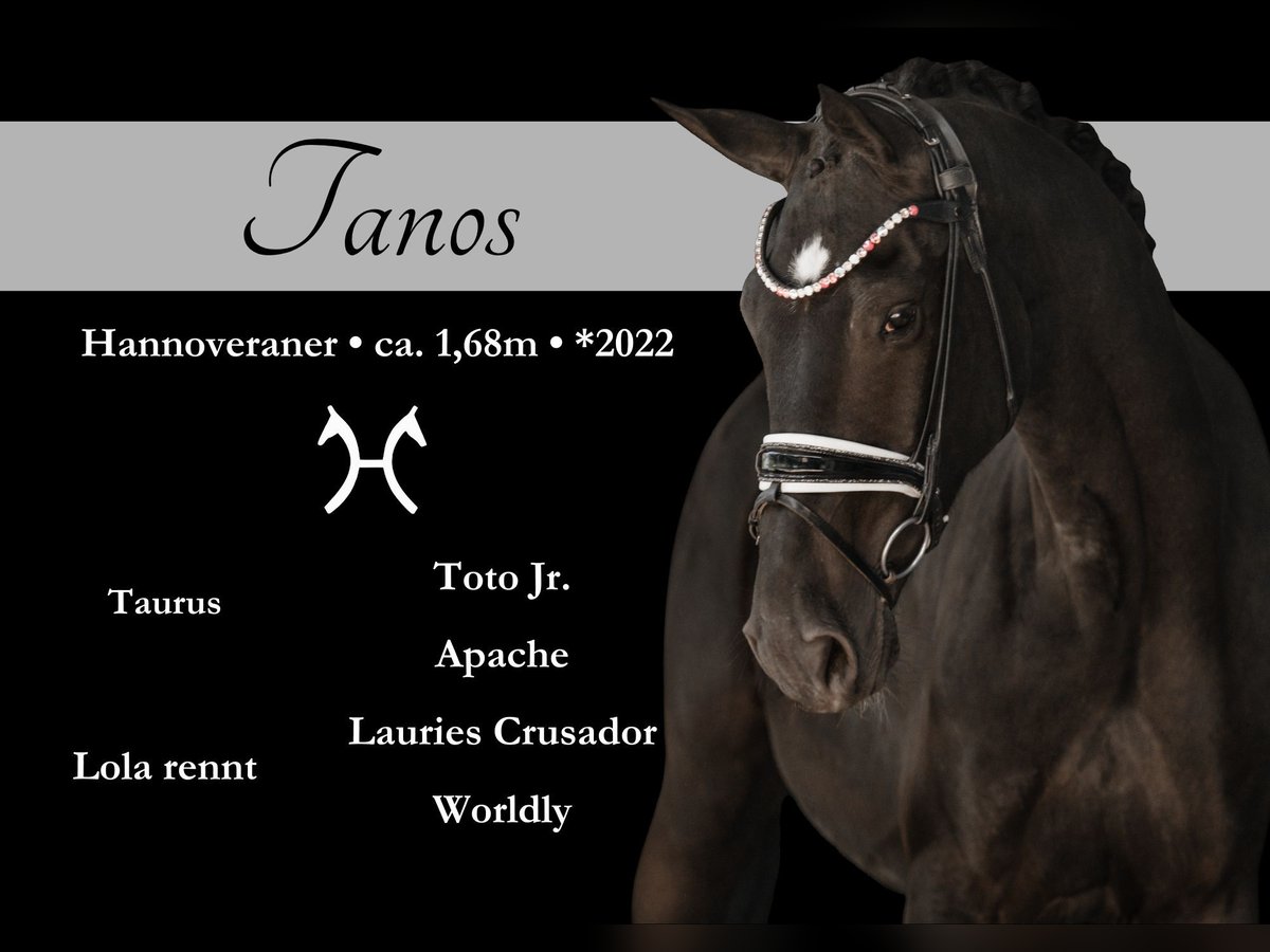 Hanoverian Gelding 3 years 16,2 hh Black in Wehringenn