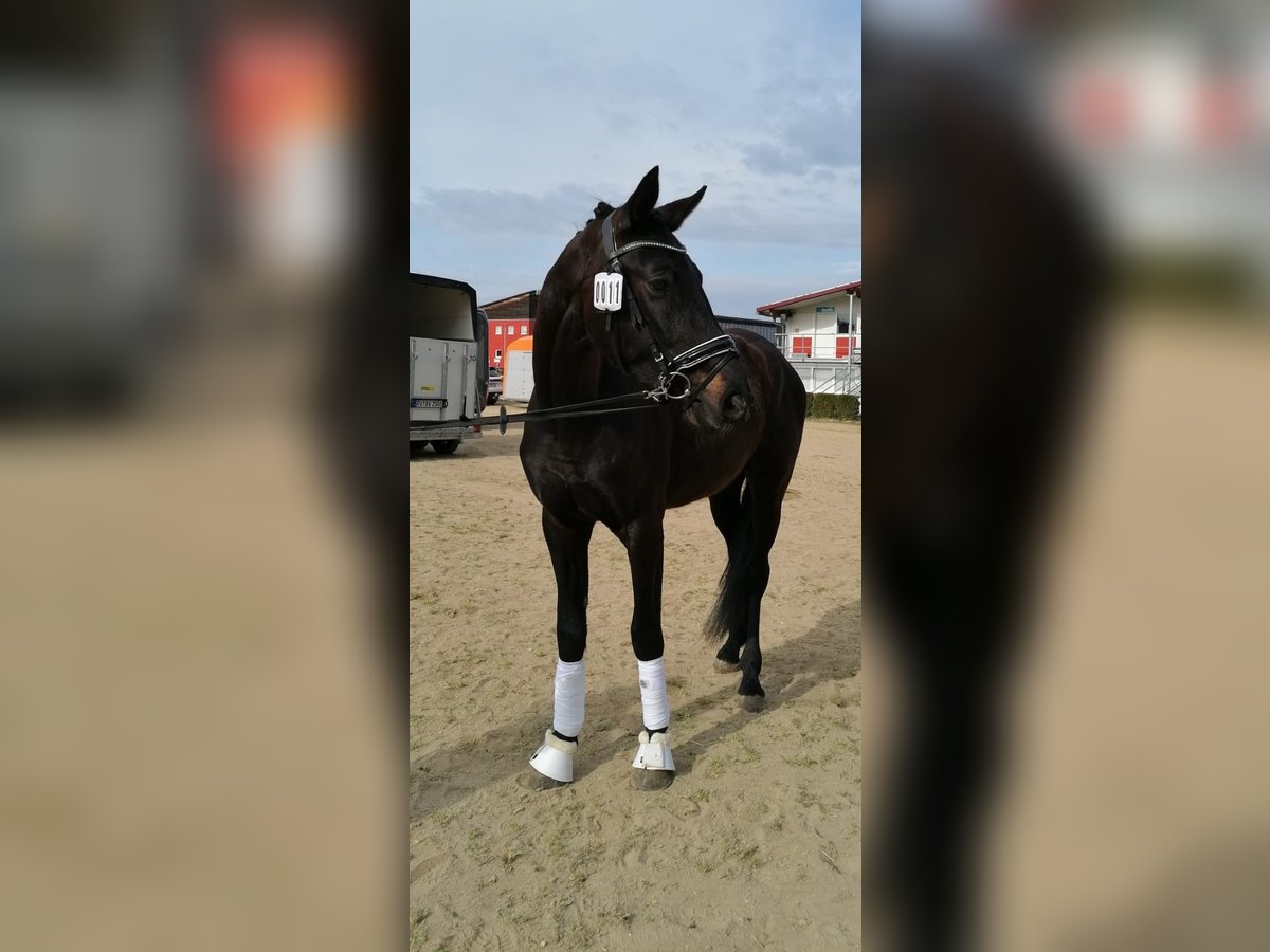 Hanoverian Gelding 3 years 16,2 hh Black in Weil