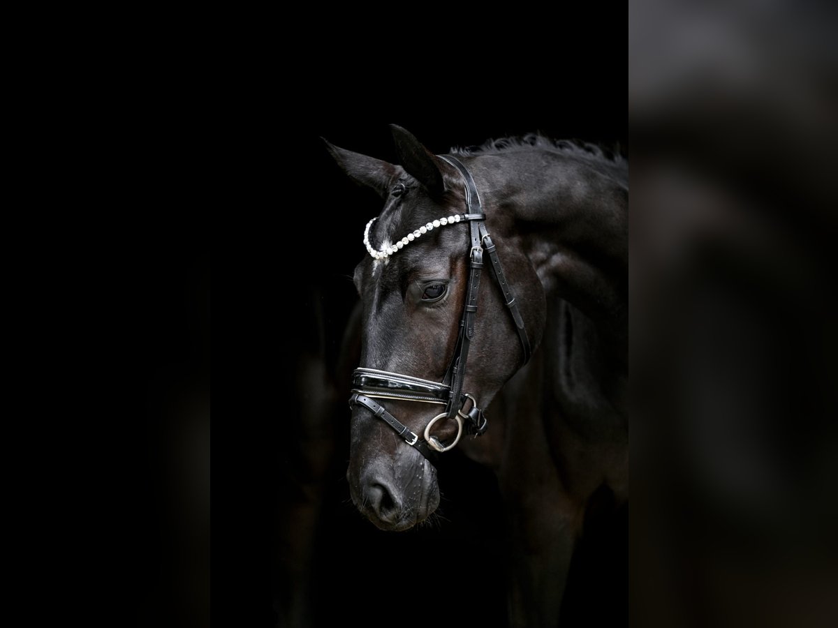 Hanoverian Gelding 3 years 16,2 hh Black in Wingst