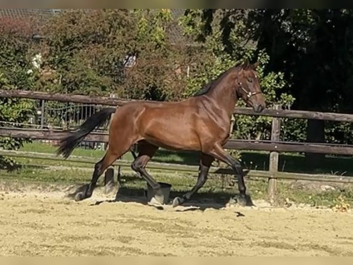 Hanoverian Gelding 3 years 16,2 hh Brown in Kevelaer