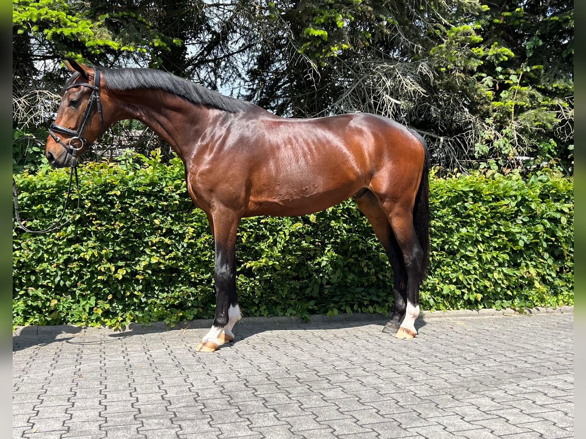 Hanoverian Gelding 3 years 16,2 hh Brown in Bad Zwischenahn