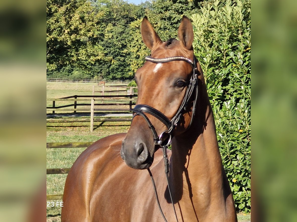 Hanoverian Gelding 3 years 16,2 hh Brown in Ostercappeln