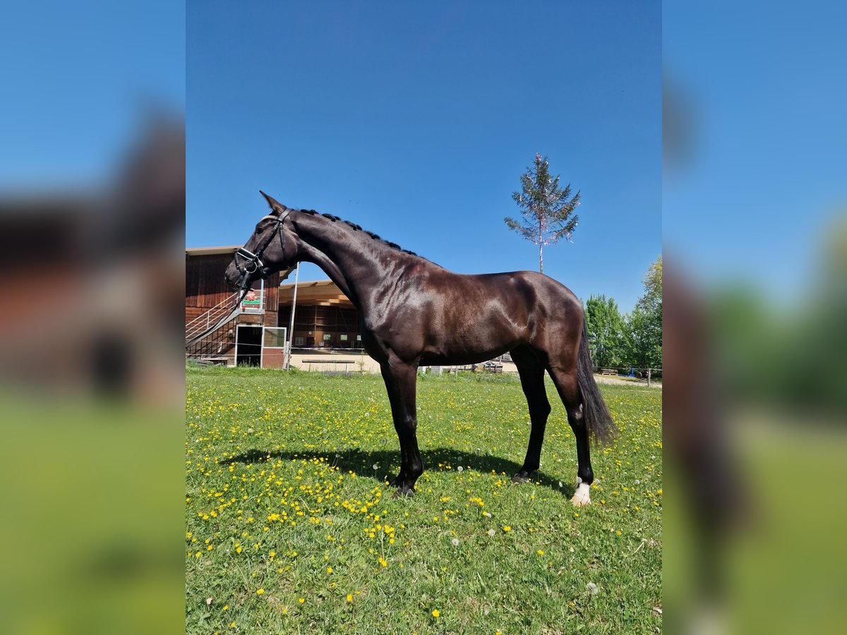 Hanoverian Gelding 3 years 16,2 hh Smoky-Black in Hermetschwil-Staffeln