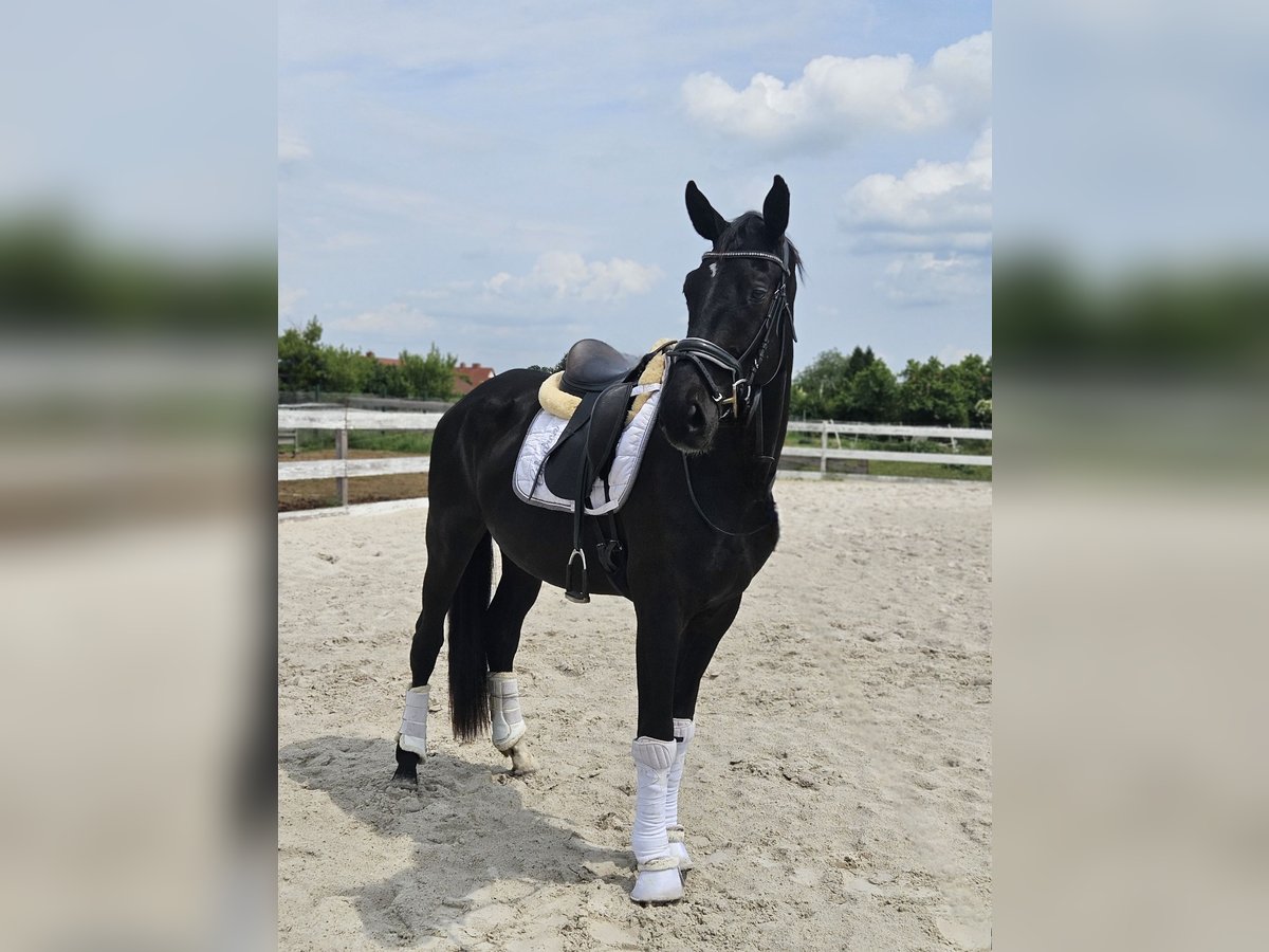 Hanoverian Gelding 3 years 16,3 hh Black in Leipzig