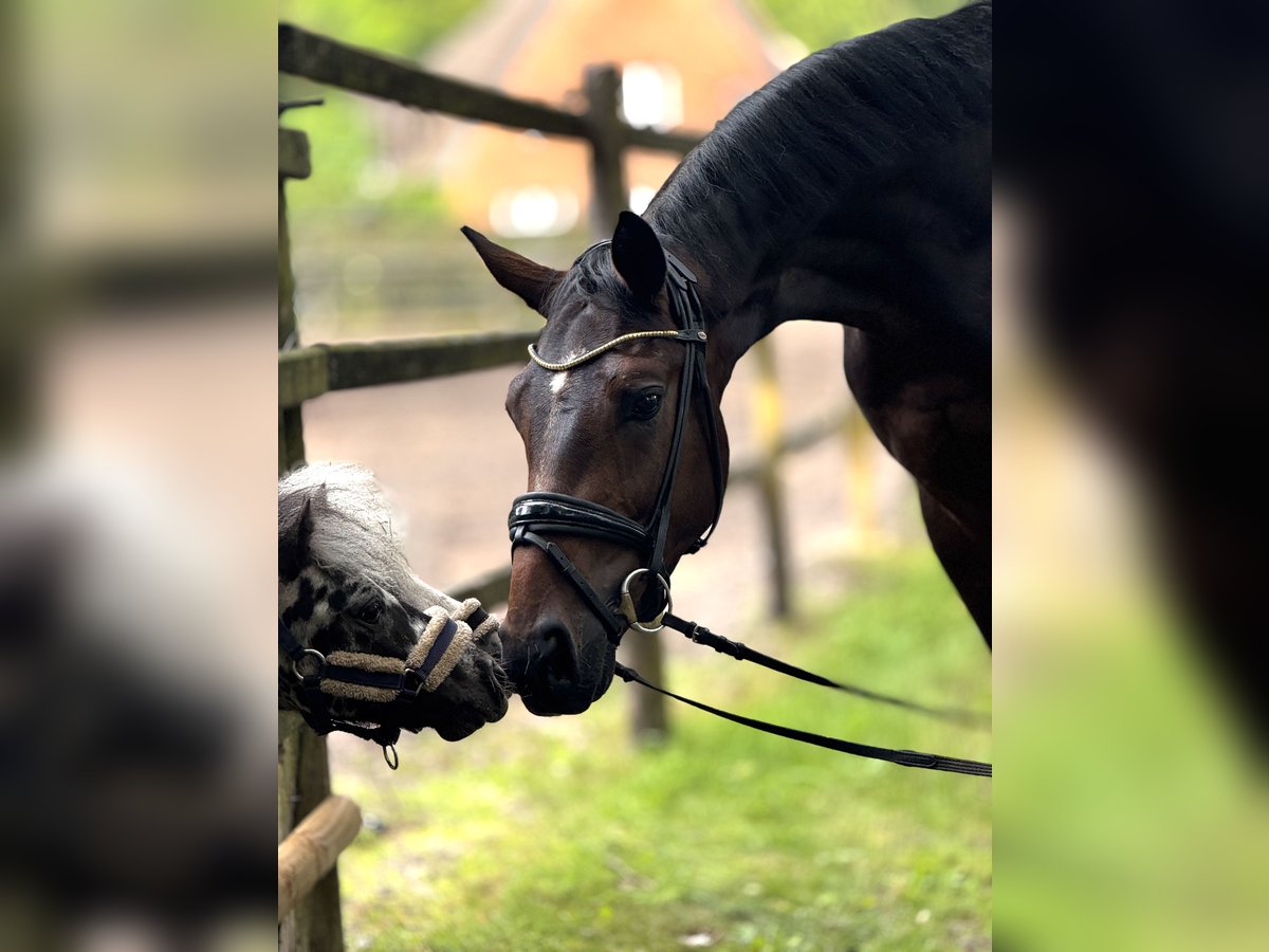 Hanoverian Gelding 3 years 16,3 hh Brown in Aum&#xFC;hle