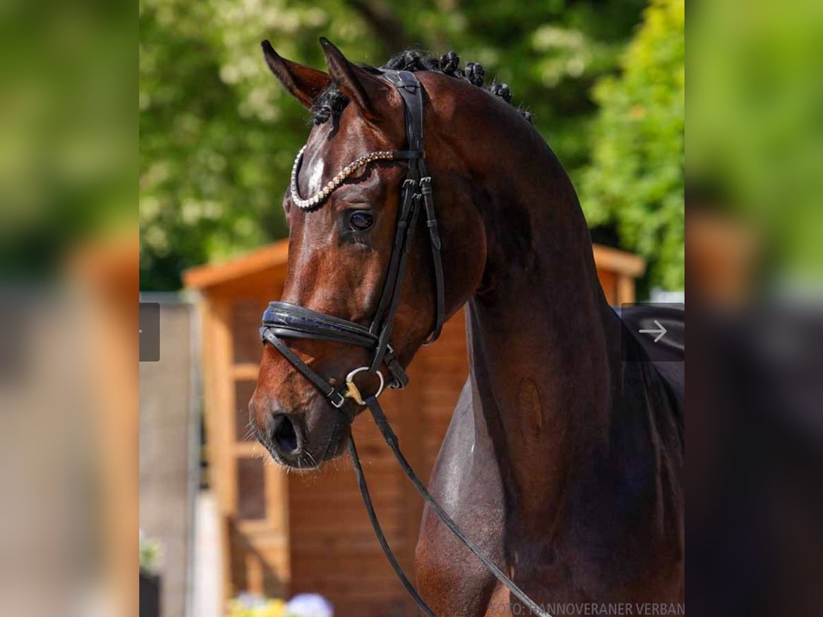 Hanoverian Gelding 3 years 16,3 hh Brown in K&#xF6;lln reisiek