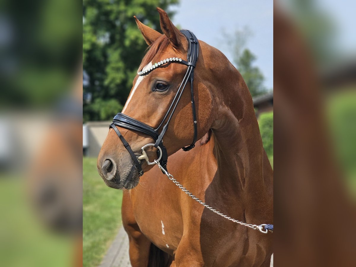 Hanoverian Gelding 3 years 16,3 hh Chestnut-Red in Lippetal