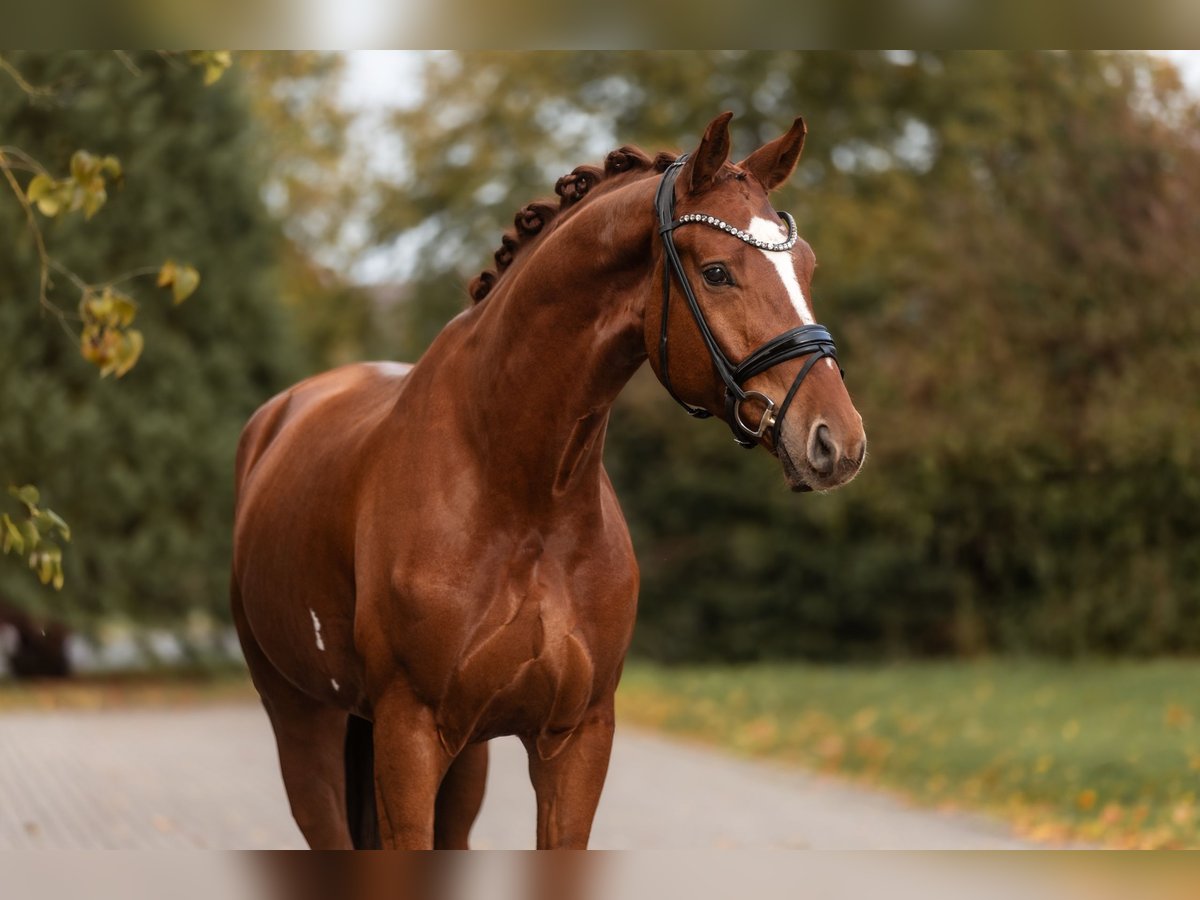 Hanoverian Gelding 3 years 16,3 hh Chestnut-Red in Lippetal