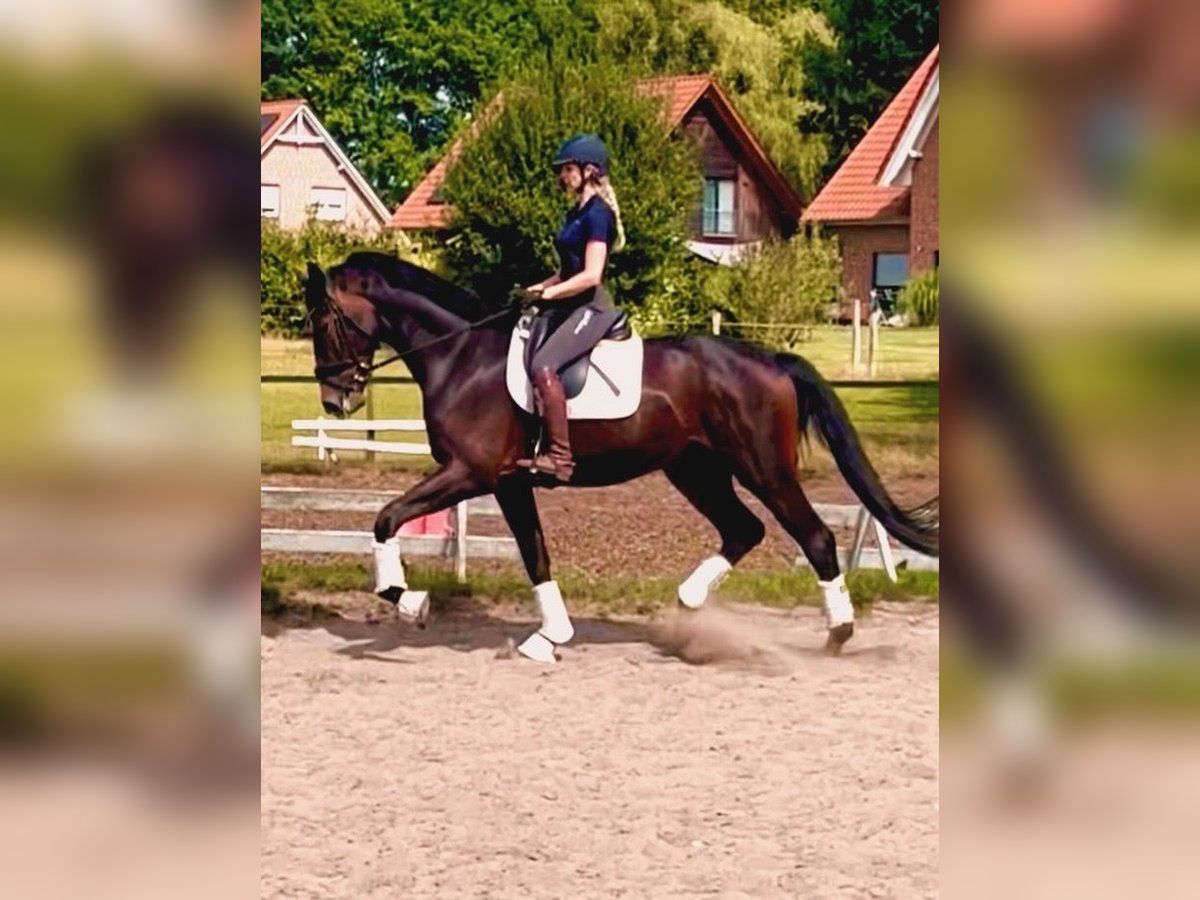 Hanoverian Gelding 3 years 17 hh Bay-Dark in Kirchlinteln