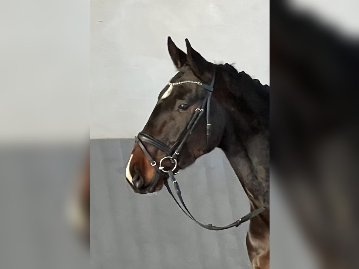 Hanoverian Gelding 3 years 17 hh Bay-Dark in Wolfsburg