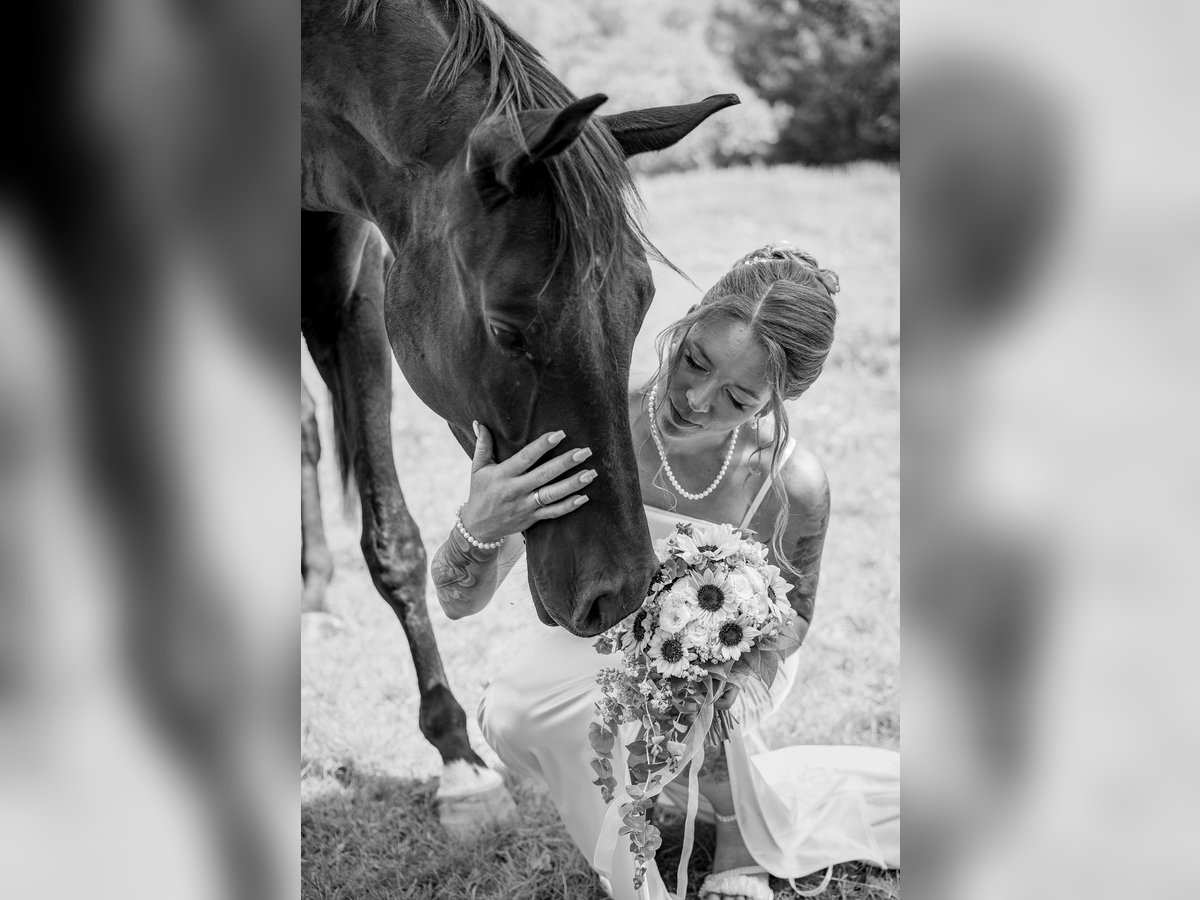 Hanoverian Gelding 3 years 17 hh Black in Vienenburg