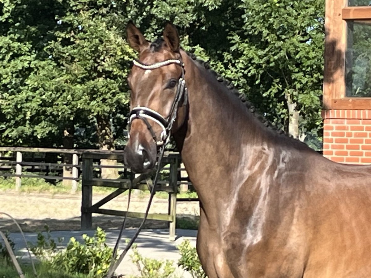 Hanoverian Gelding 3 years 17 hh Brown in Barver