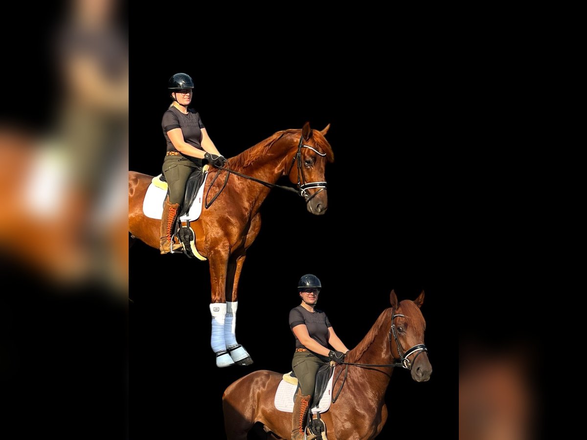 Hanoverian Gelding 3 years 17 hh Chestnut in Vechta