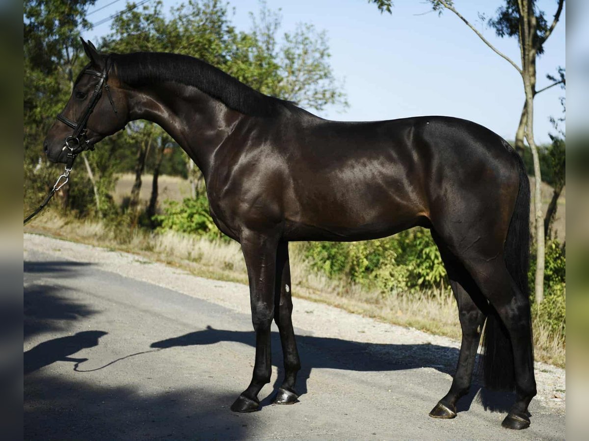 Hanoverian Gelding 3 years 17 hh in Kiskunhalas