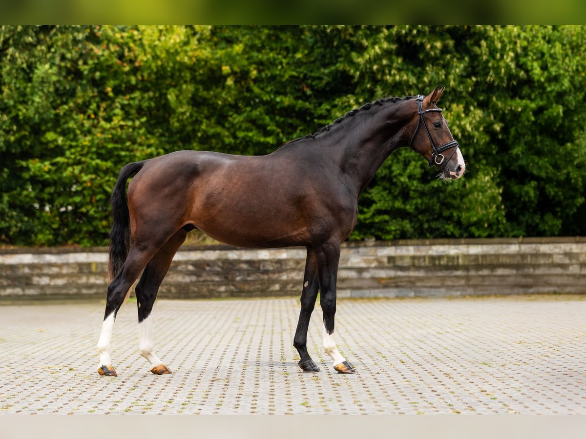 Hanoverian Gelding 3 years Bay-Dark in Bocholt