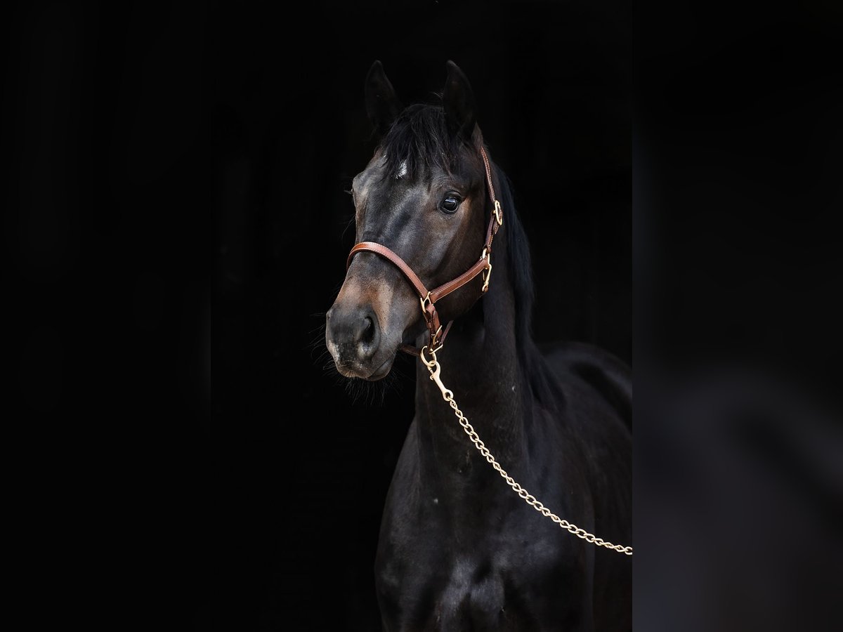 Hanoverian Gelding 3 years Bay-Dark in DUSZNIKI