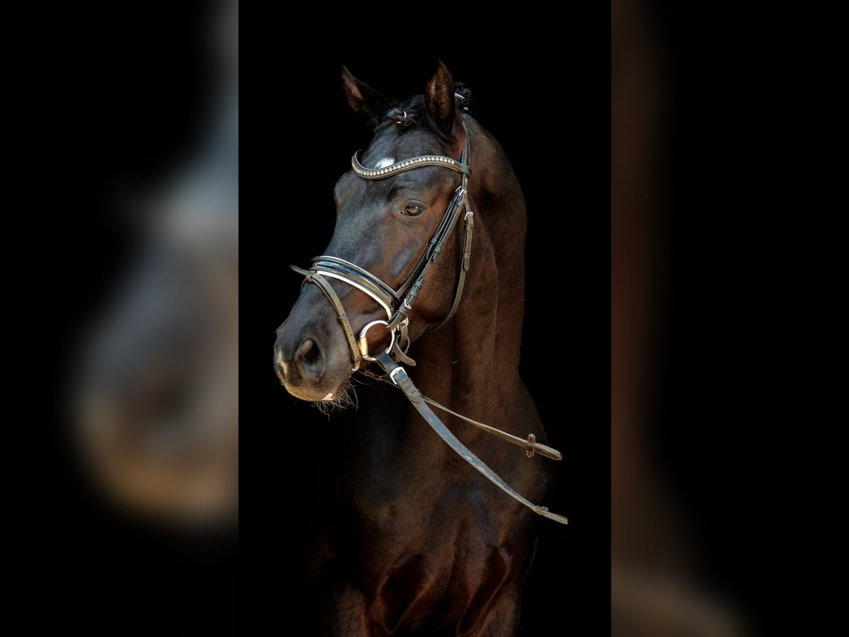 Hanoverian Gelding 3 years Black in Hamburg