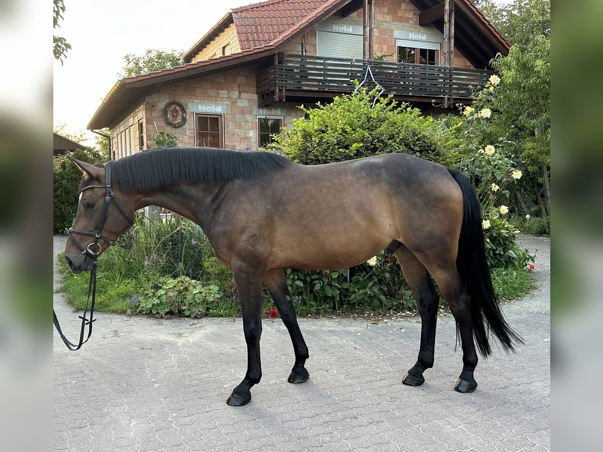 Hanoverian Gelding 4 years 15,2 hh Brown in Babenhausen