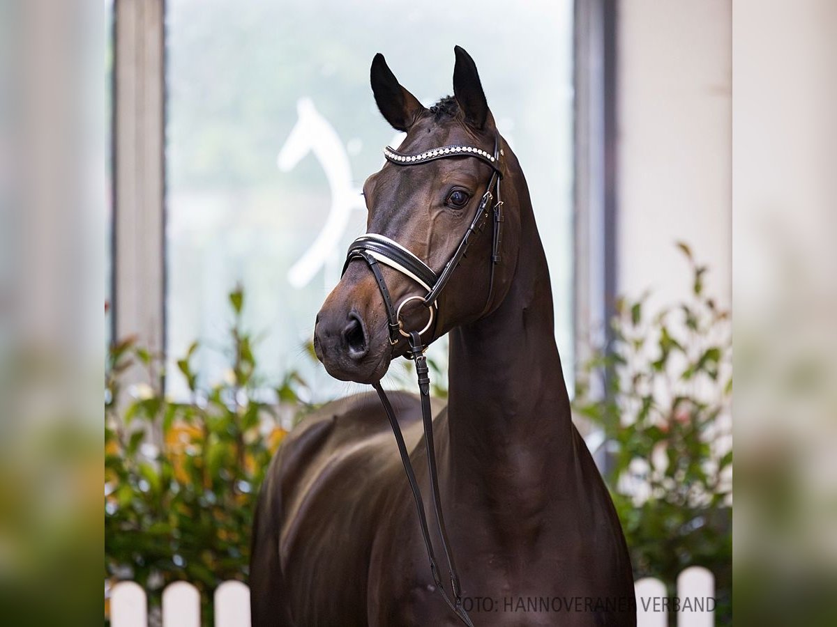 Hanoverian Gelding 4 years 15,2 hh Smoky-Black in Verden