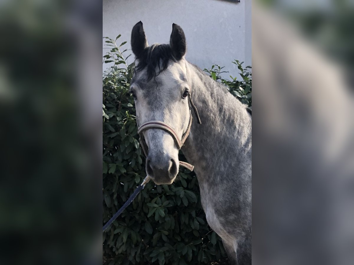 Hanoverian Gelding 4 years 15,2 hh Gray in Edingen-Neckarhausen