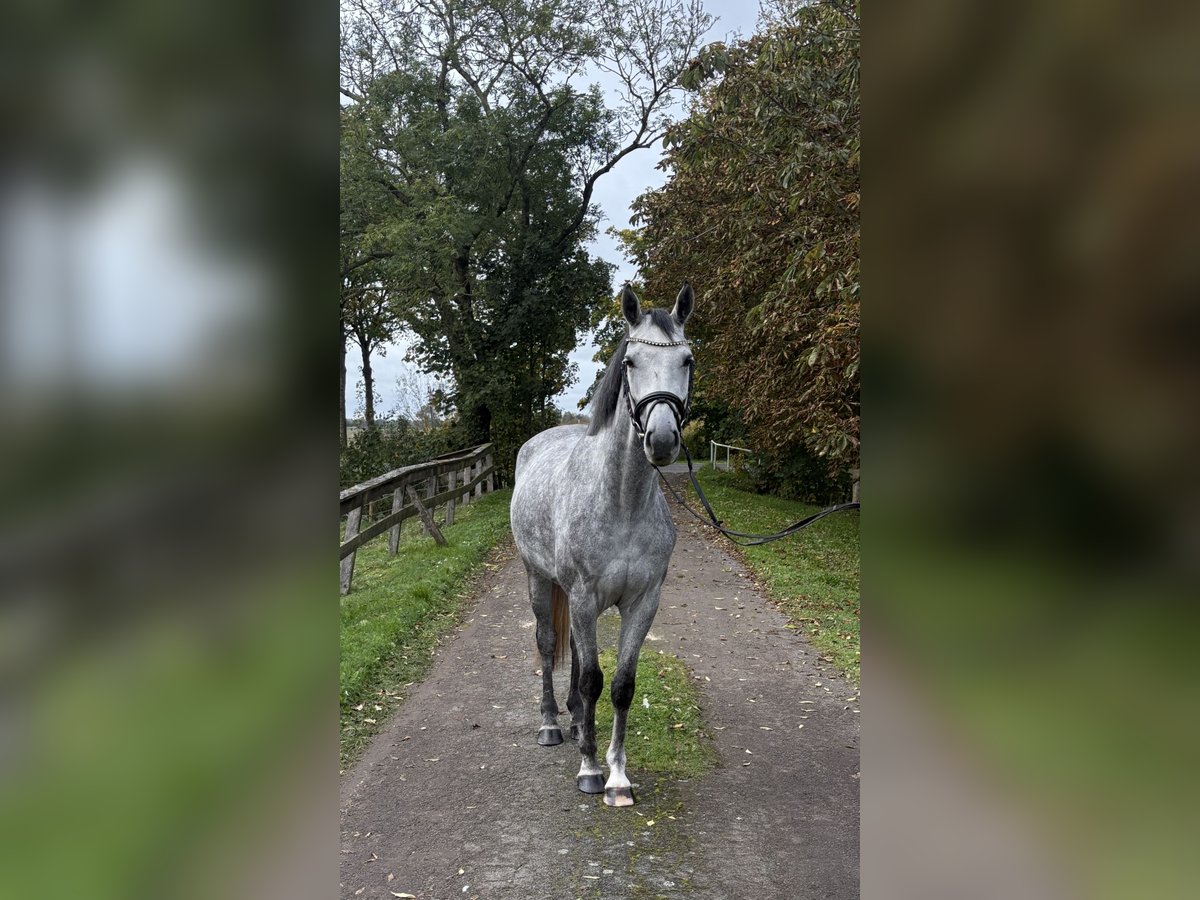 Hanoverian Gelding 4 years 15,2 hh Grey in B&#xFC;lkau
