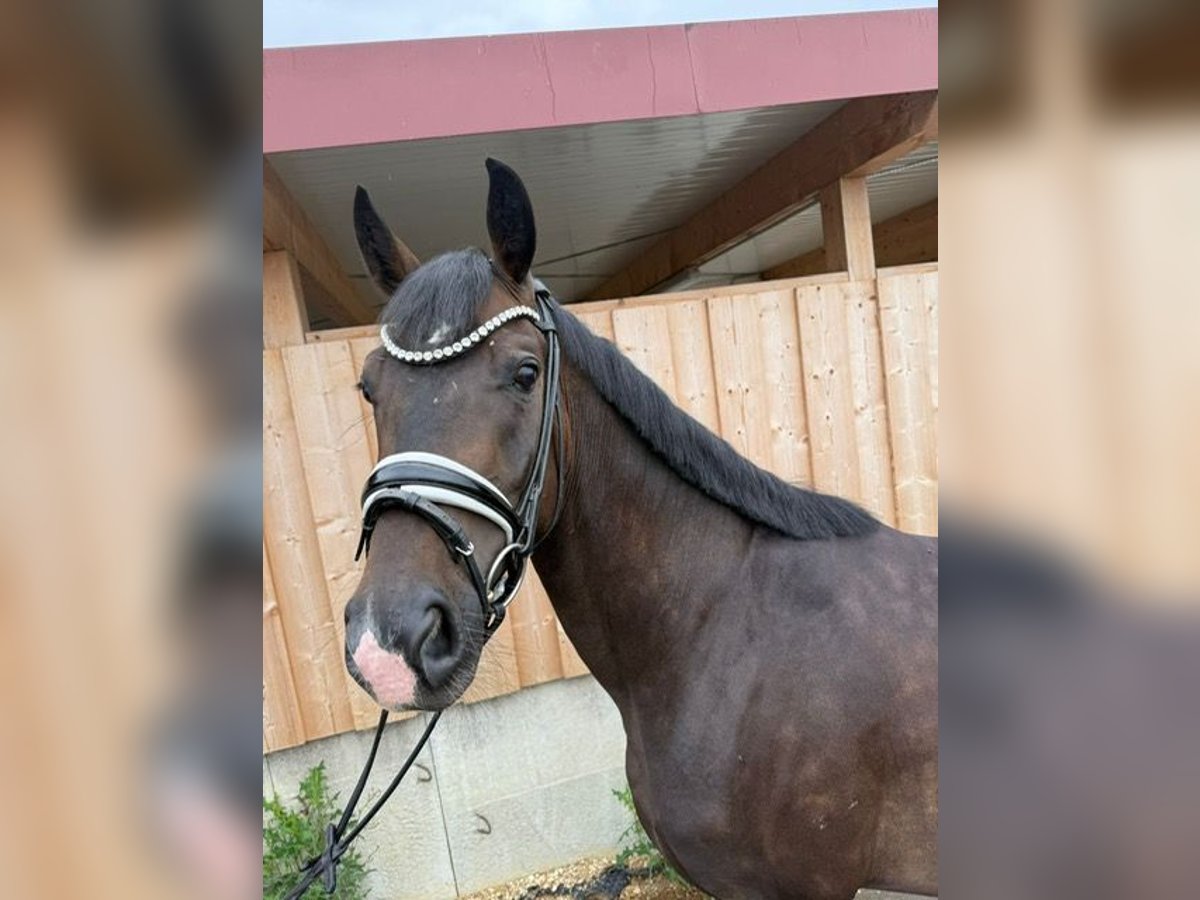 Hanoverian Gelding 4 years 15,3 hh Bay-Dark in Drackenstein