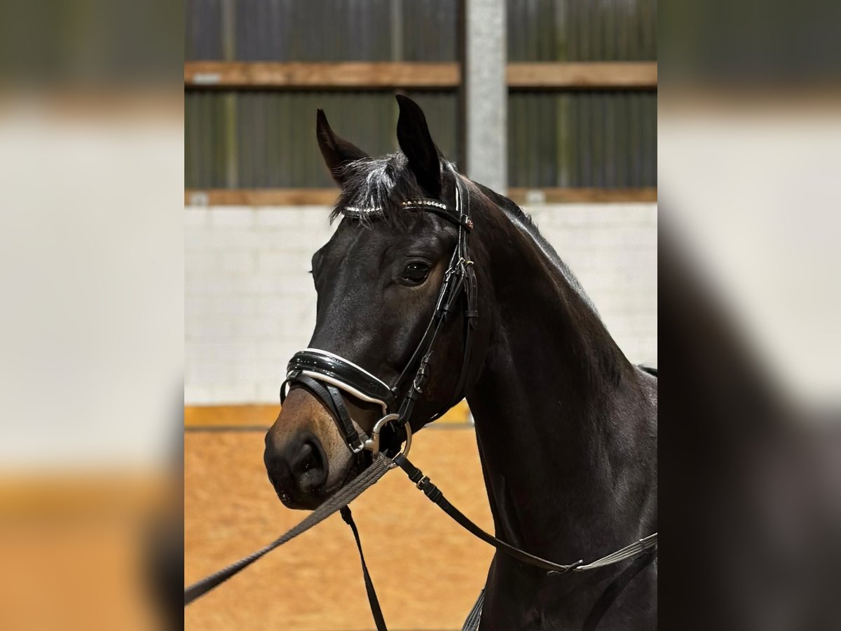 Hanoverian Gelding 4 years 16,1 hh Bay-Dark in Goslar Goslar