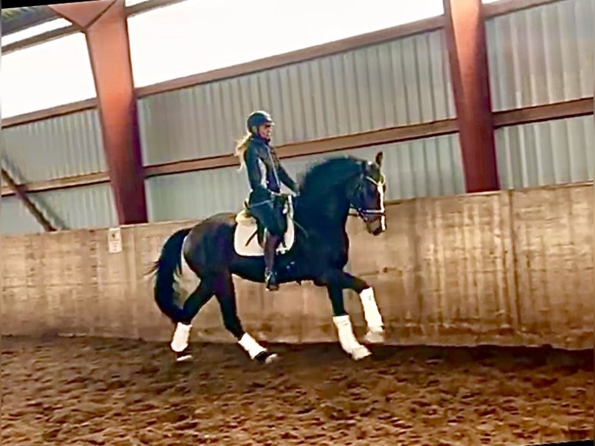 Hanoverian Gelding 4 years 16,1 hh Bay-Dark in Kirchlinteln