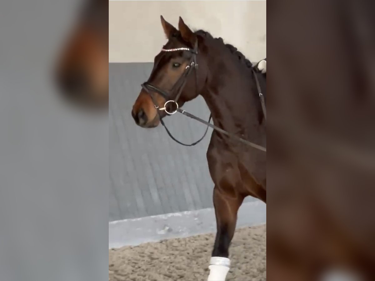 Hanoverian Gelding 4 years 16,1 hh Bay-Dark in Wolfsburg