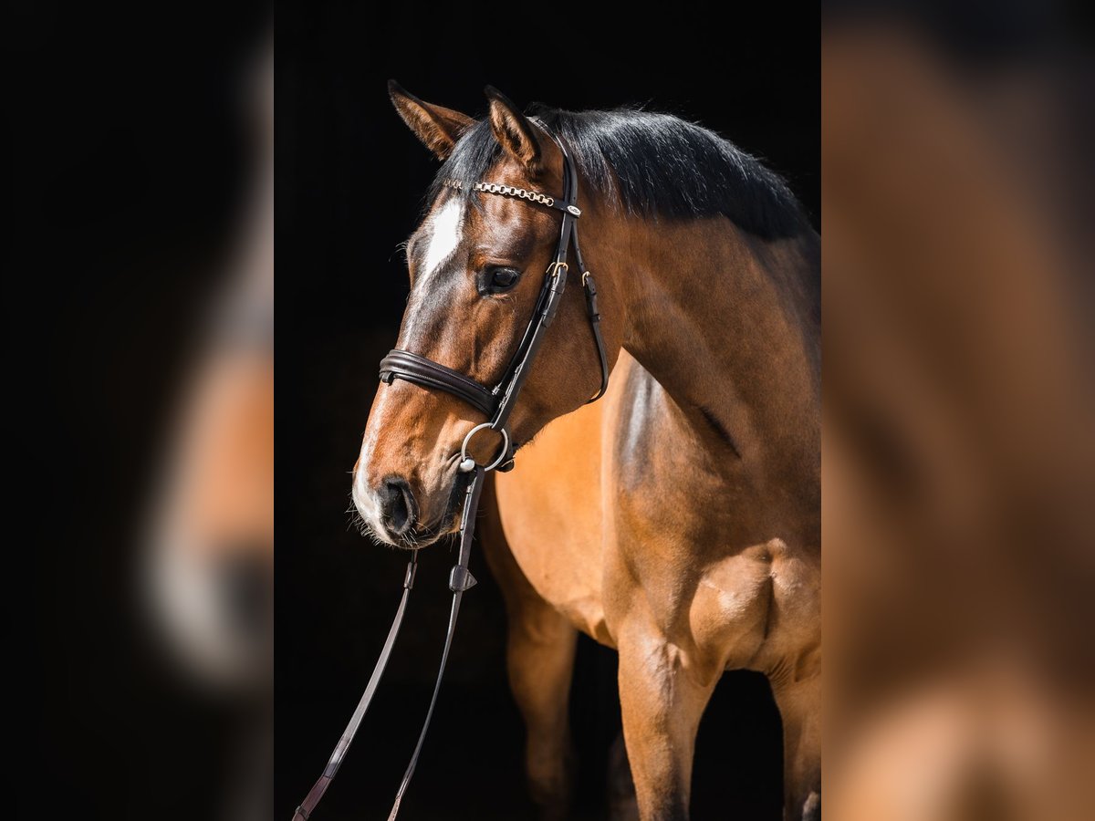 Hanoverian Gelding 4 years 16,1 hh Bay in Duszniki