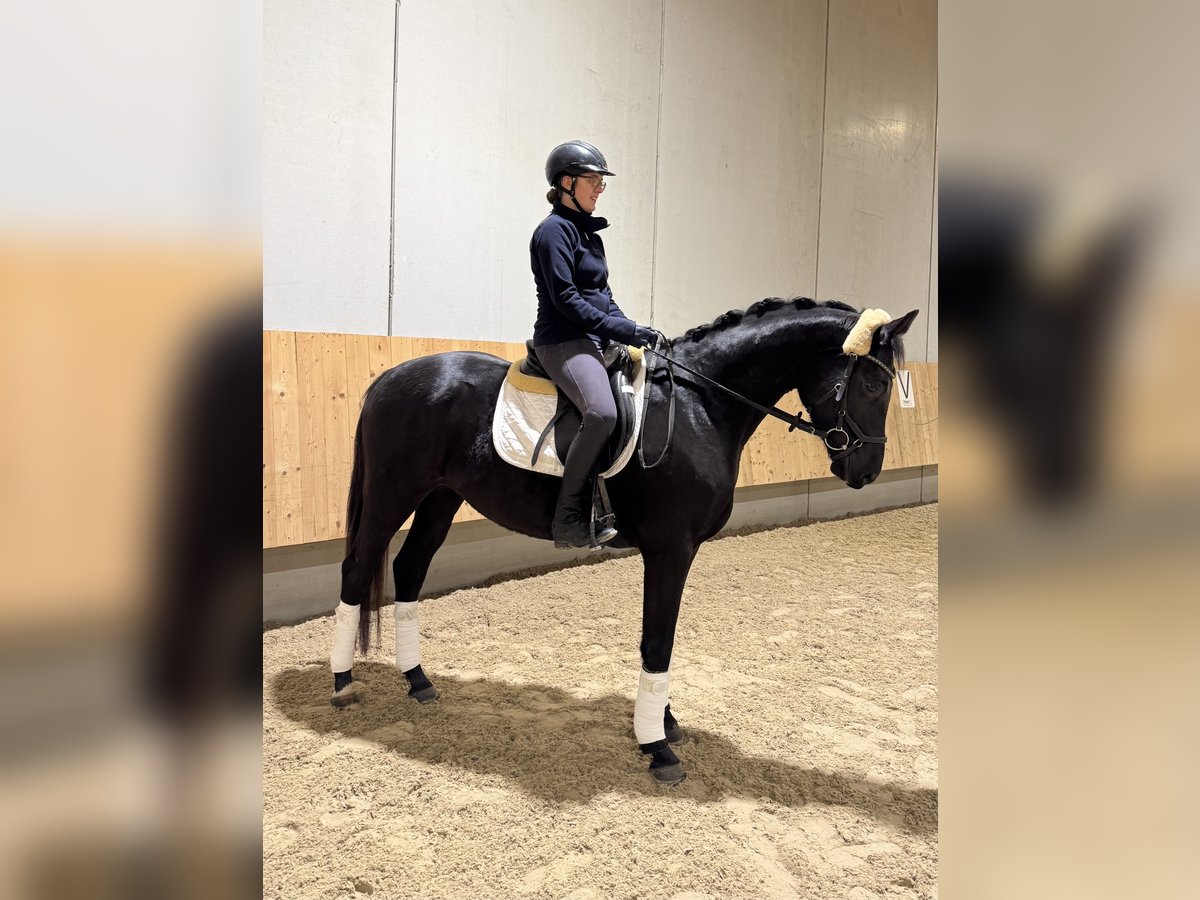 Hanoverian Gelding 4 years 16,1 hh Black in Tübingen