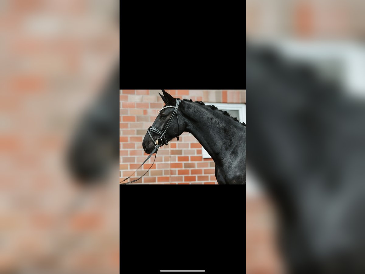 Hanoverian Gelding 4 years 16,1 hh Black in Hagen am Teutoburger Wald