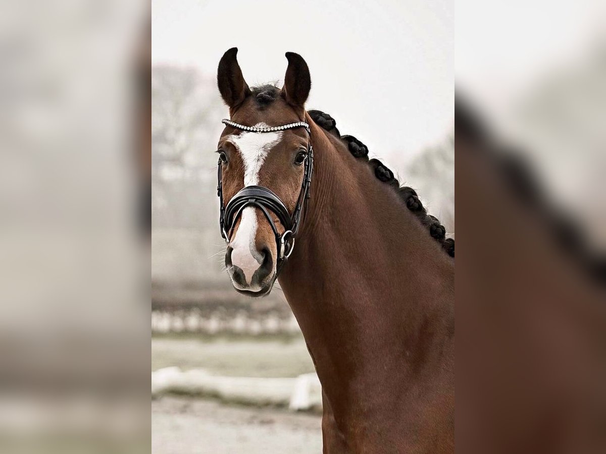 Hanoverian Gelding 4 years 16,1 hh Brown in Dorsten