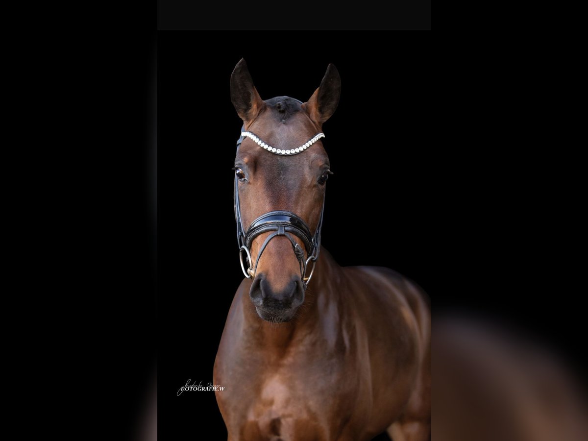 Hanoverian Gelding 4 years 16,1 hh Brown in Lehrberg