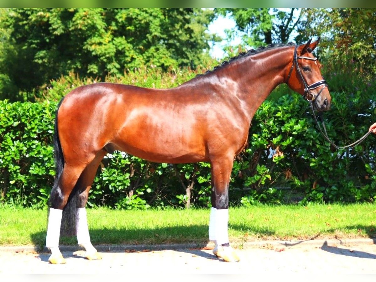 Hanoverian Gelding 4 years 16,1 hh Brown in Selsingen